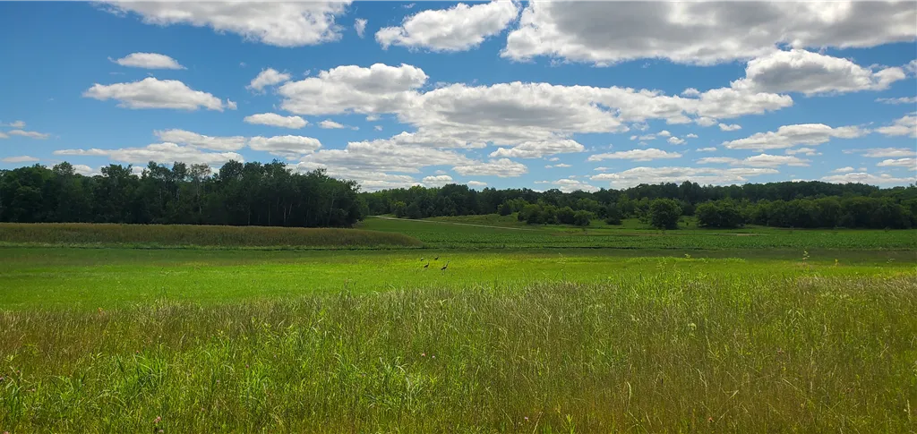 A serene summer landscape with open fields, blue sky, and distant trees.