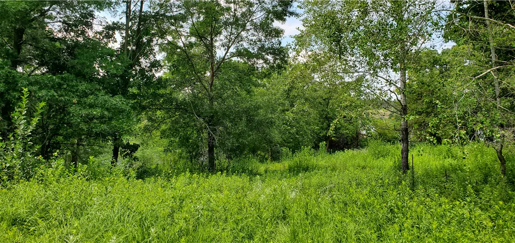 A peaceful summer woodland landscape at dawn with lush greenery and flowers.