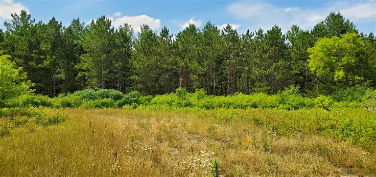 A peaceful summer landscape with pine trees and a clear sky.
