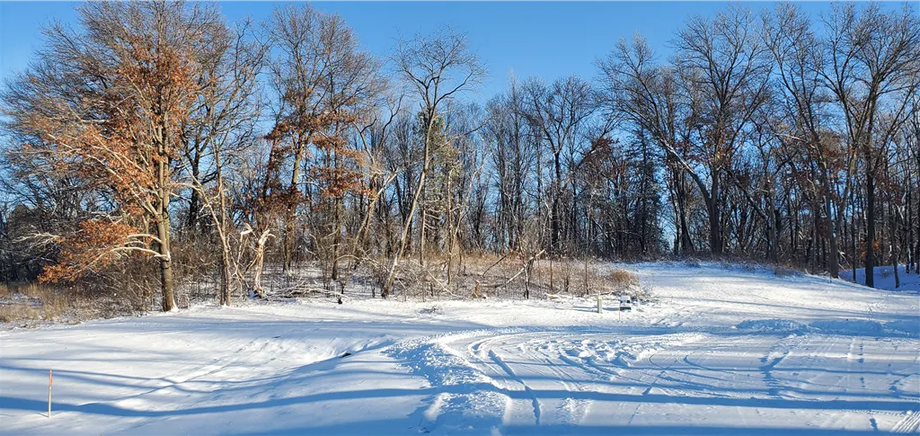 Snow-covered birch park in winter with frosty branches and a serene landscape.